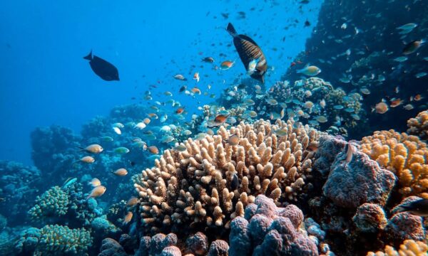 Barulho de barco e de turistas afeta comunicação de peixes