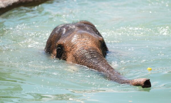 Onda de calor avança pelos EUA e coloca cerca de 70 milhões de pessoas sob alerta