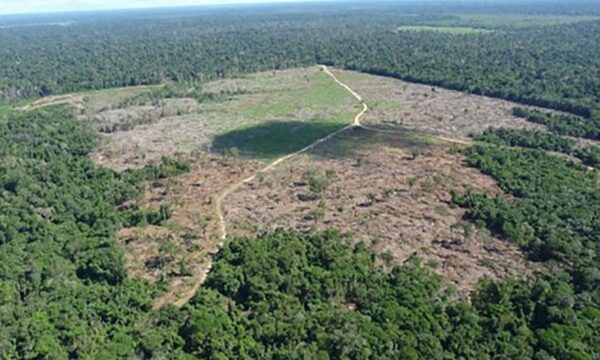Desmatamento na Amazônia atinge menor nível em dez anos
