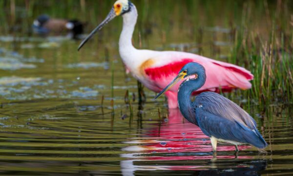 O que é biodiversidade?