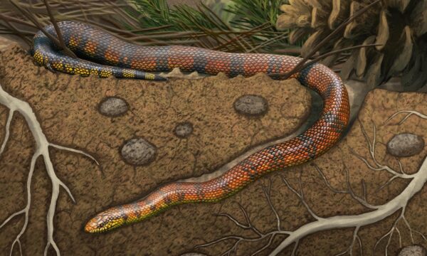 Fóssil raro achado no Brasil revela nova espécie de cobra que viveu no interior de SP há milhões de anos