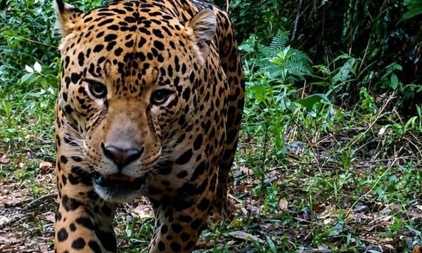Inverno transforma o comportamento da fauna brasileira
