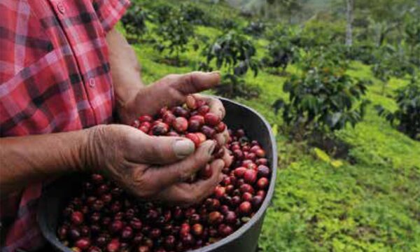 Nespresso vai plantar cerca de 100 mil árvores em fazendas de café