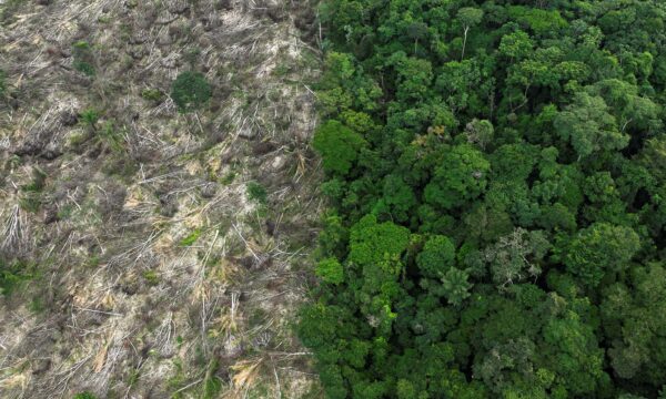 Alertas de desmatamento na Amazônia caem 36,9% e atingem menor nível da série do Inpe; Cerrado tem queda de 7,8%