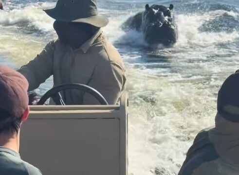 Hipopótamo persegue barco de turistas em rio de Botsuana; VÍDEO