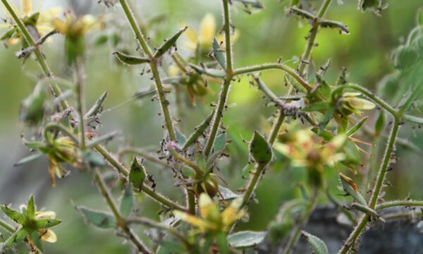 Planta carnívora confirma previsão feita por Darwin há 150 anos; entenda