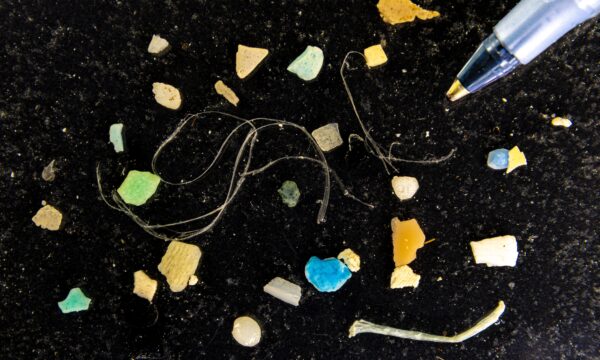 Inspirada em algas, 'rede' consegue capturar microplásticos de vários tamanhos na água